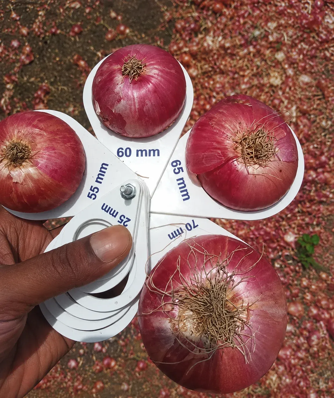 Onion Product